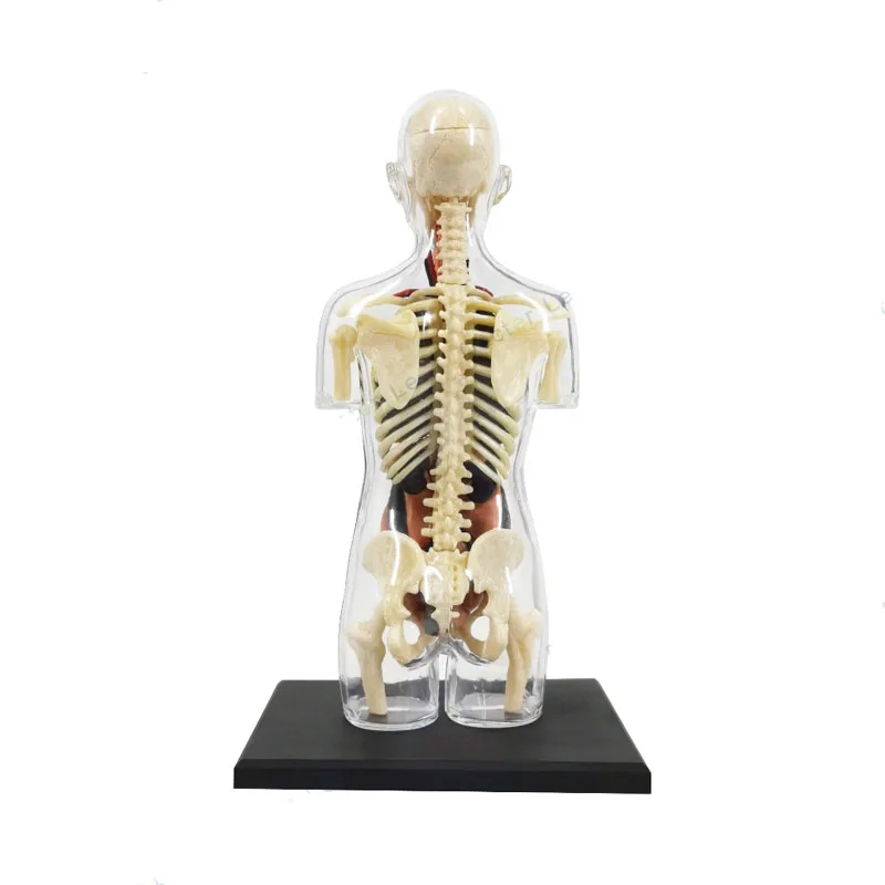 4D MASTER Pregnancy Human Anatomical Model Assembling Toy Teaching Anatomy Model DIY Popular Science Appliances