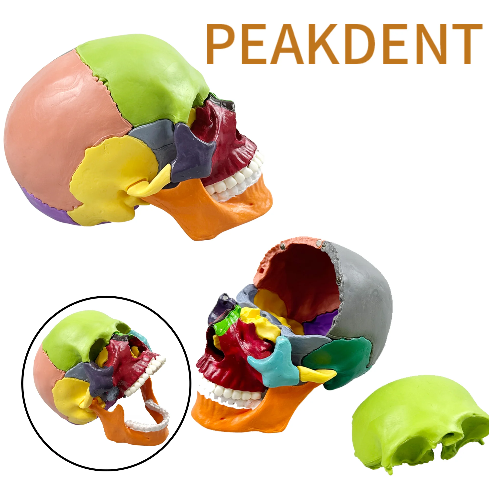 

1pcs/set 4D Disassembled Color Skull Anatomical Model Detachable Teaching Tool Dropship Simulated Medical Anatomical Skull Model