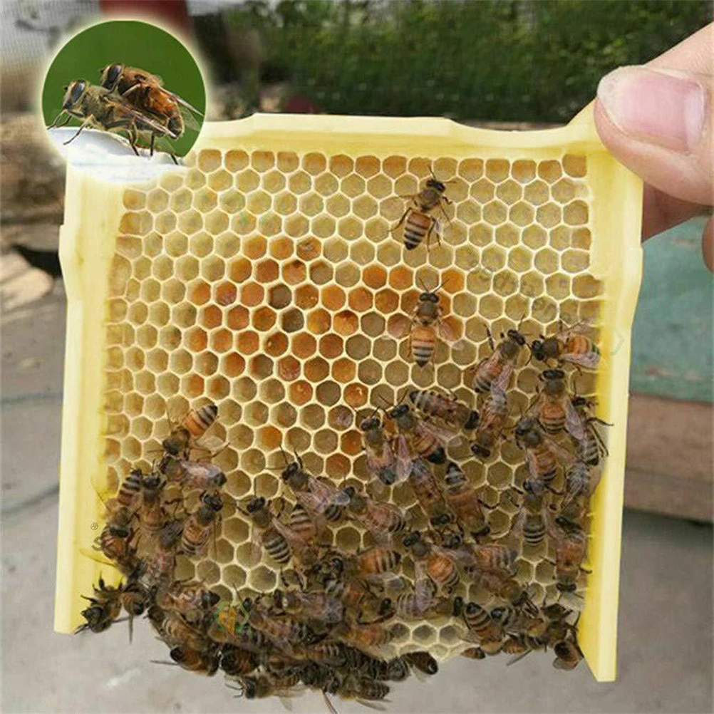 

Bee Tool Beekeeping Tool Bee Box Bee Mating Box Bee Beehive Box Beekeeping Accessory