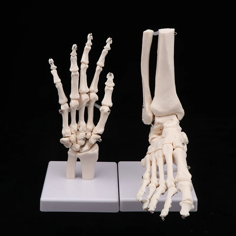 نموذج هيكل عظمي لليدين والقدم التشريحية يظهر النلنا والشعاع والحركة البشرية الطبيعية