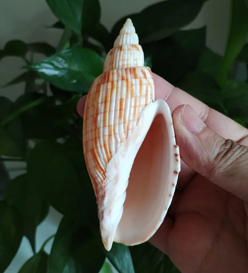 9-11CM Corn Scroll Snail Real Sea Shell Lyria Kurodai Conch  Wedding Table Decoration Specimen Conch DIY House Office Decor - Image 5