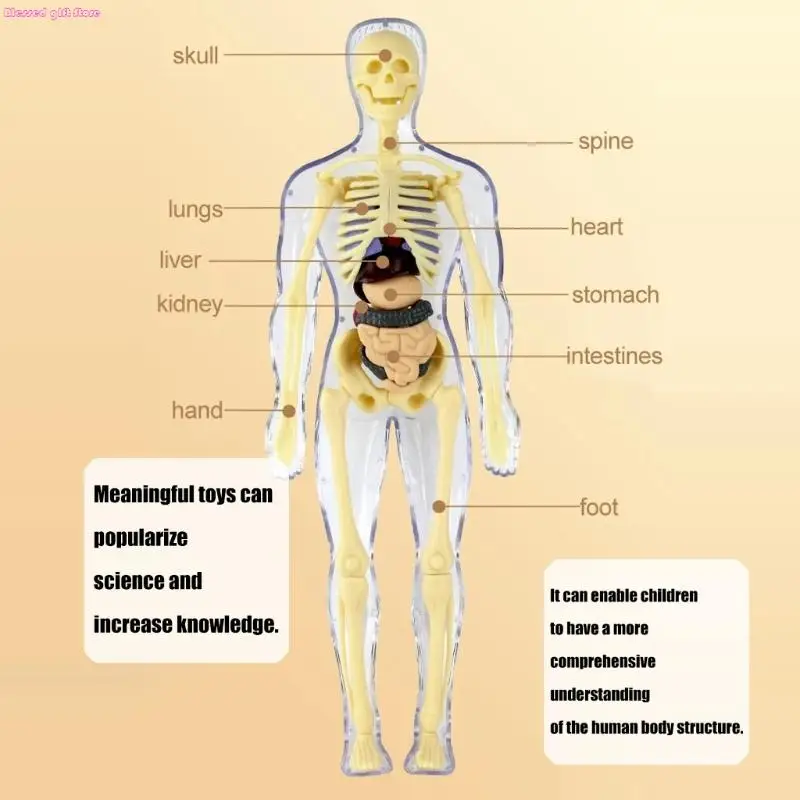 D0JC Giocattolo pratico per l'apprendimento che mostra struttura degli organi interni per studenti elementari