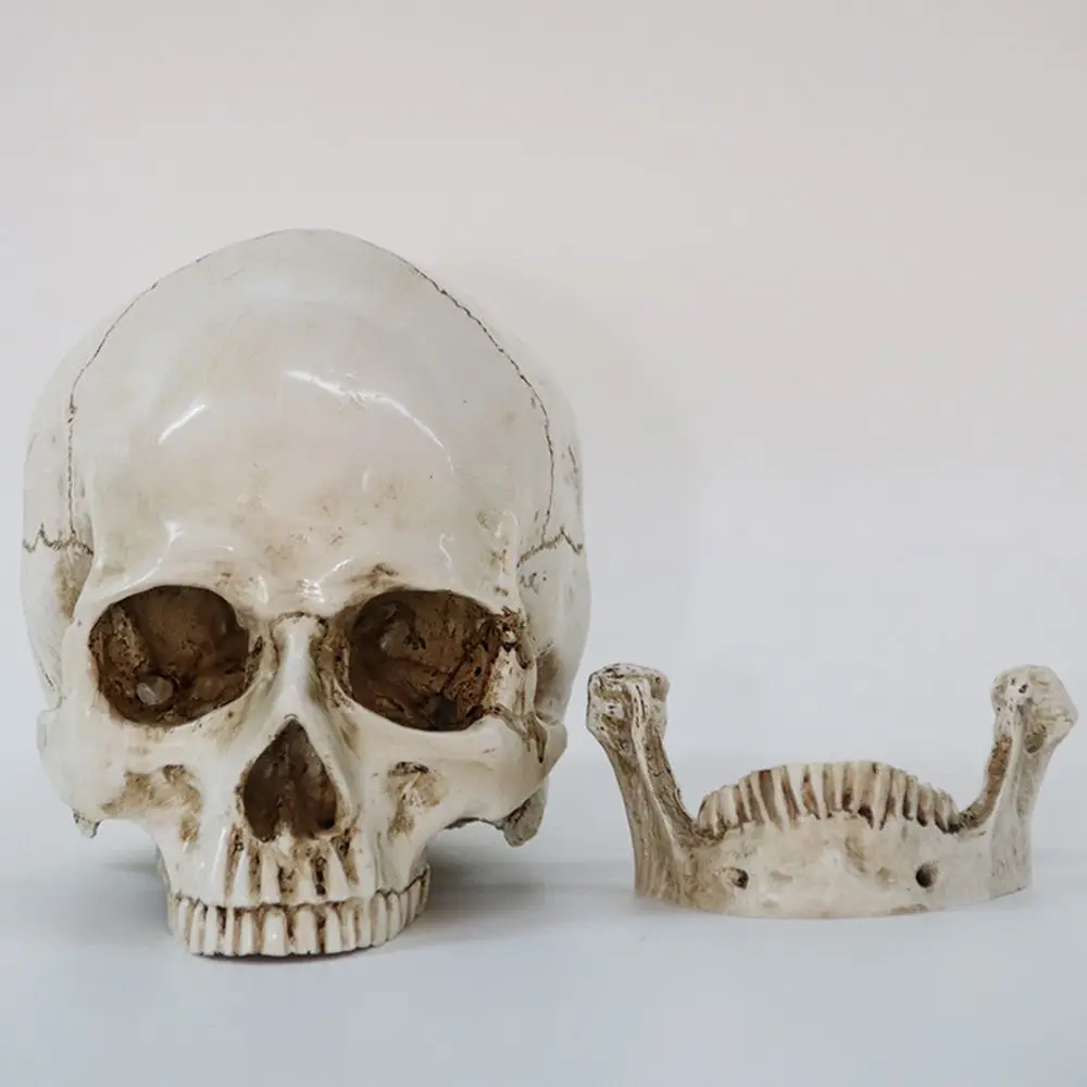 Life-size Halloween 1:1 Skeleton Head Teeth Human Skull Skull Replica Model