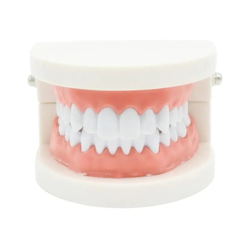 1pc Dental Teeth Model Teaching Study Demonstration Tool Model Standard Dentist student Model for Teaching