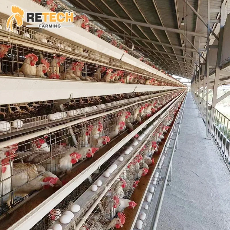 Automatischer Hähnchenkäfig vom Typ A mit südafrikanischer Geflügelfarm