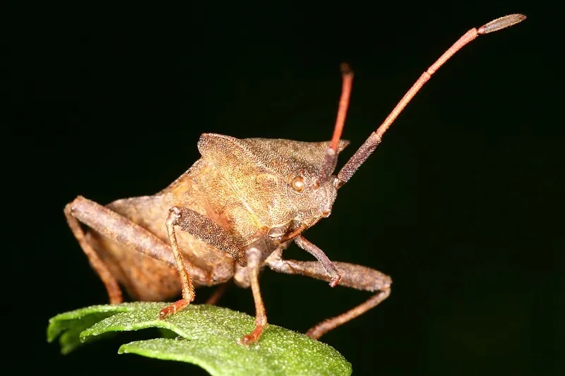 

Комплект из 4 шин для монстр-траков 1/10, 128 мм, с шестигранником 12 мм и 14 мм, для TRXS MAXX, ARRMA Granite, KRATON, Outcast, Tamiya, Losi, красные