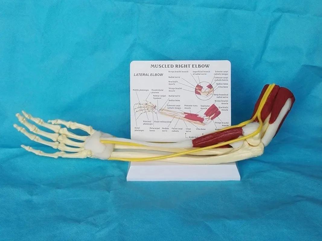 1:1 มนุษย์ขวาข้อศอกผู้ใหญ่แขน Upper Limb กล้ามเนื้อกระดูกมือกายวิภาควิทยาศาสตร์การแพทย์โรงเรียนอุปกรณ์การสอน Anatomy Skeleton