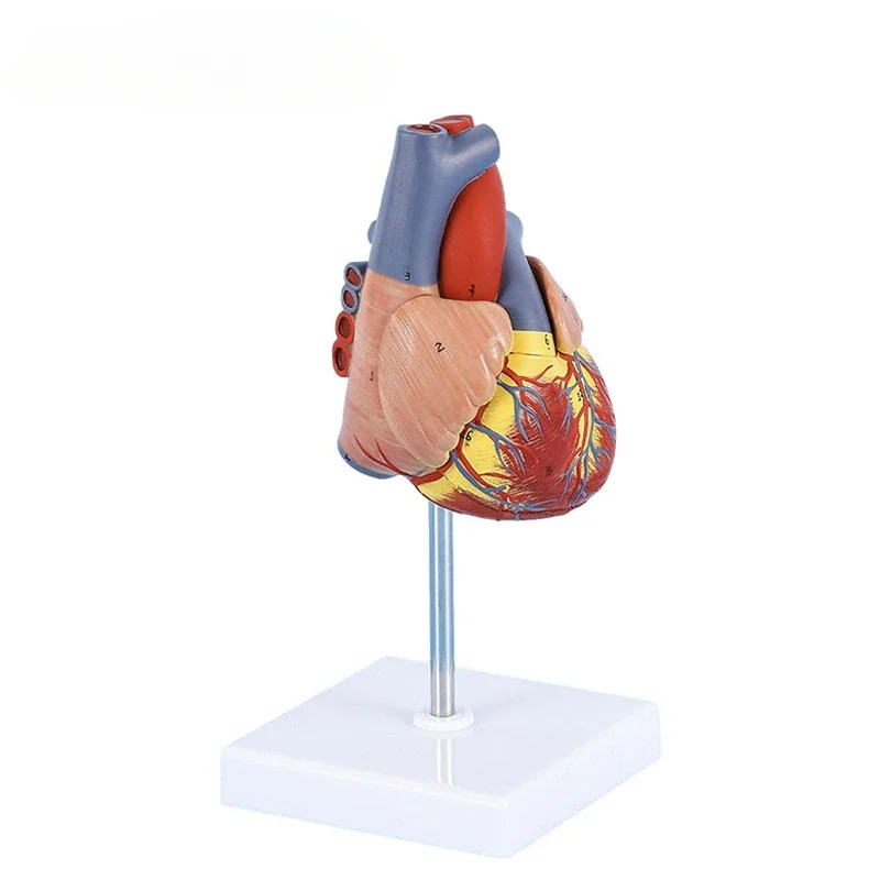 1:1 نموذج تشريح قلب الإنسان بالحجم الطبيعي موارد تدريس العلوم الطبية