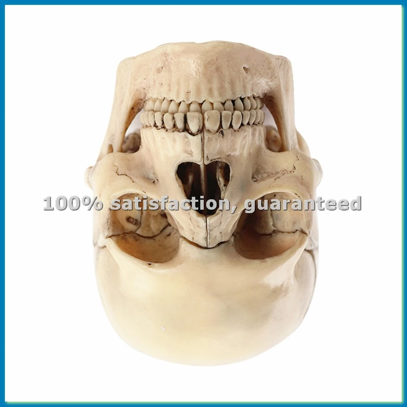 Medical-Skull Human Body Model Education Skull Model 1:2 for Student Teaching Study Assembling Model,Primary Color-A79U