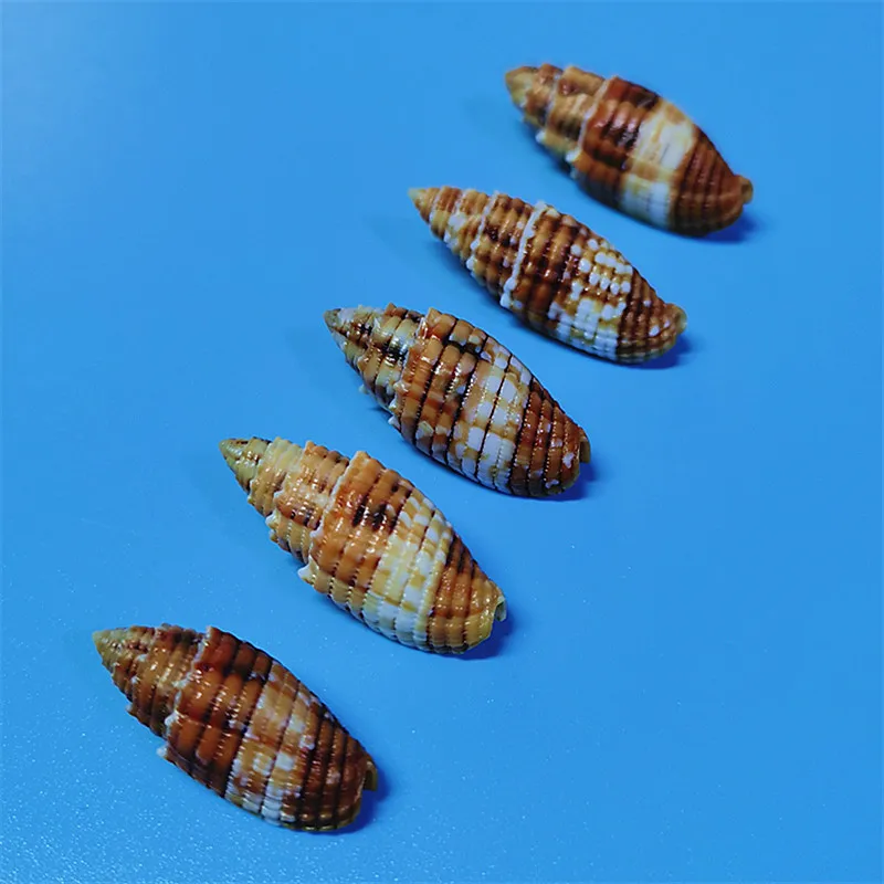 Mitra Aurantia,Nebu… - image