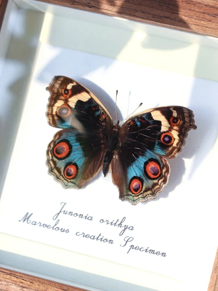 

Junonia orithya образец бабочки, картина, подарок, высокое качество, украшение для дома, подарки для парня и девушки на день рождения