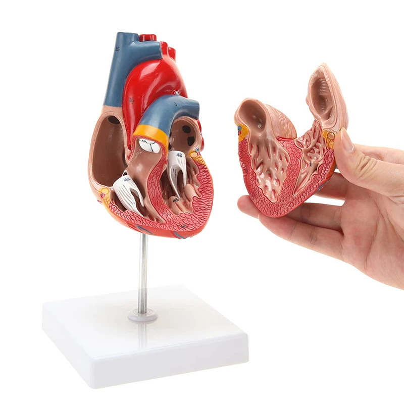 Lebensgroßes Anatomiemodell des menschlichen Herzens, zerlegtes Herz, anatomisches Modell, Lehrmittel für medizinische Wissenschaft