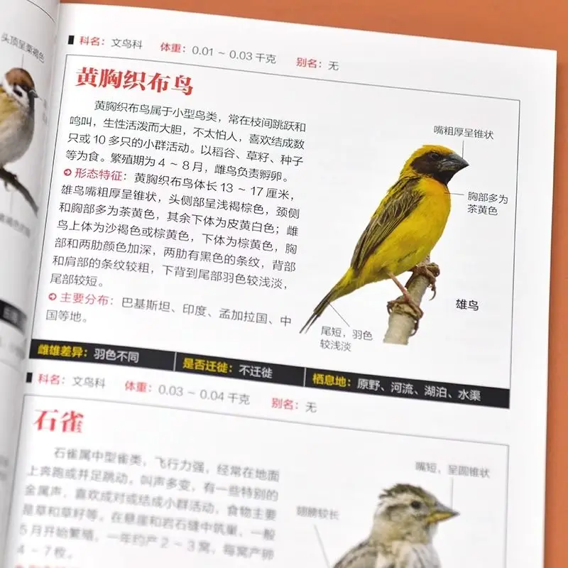 Рисунок 4 - Иллюстрационная книга птиц/иллюстрационная