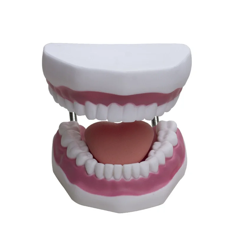 

Teeth Dental Demonstration Model, Enlarged 6 Times Standard Size Mouth Model, Denture Teaching Model