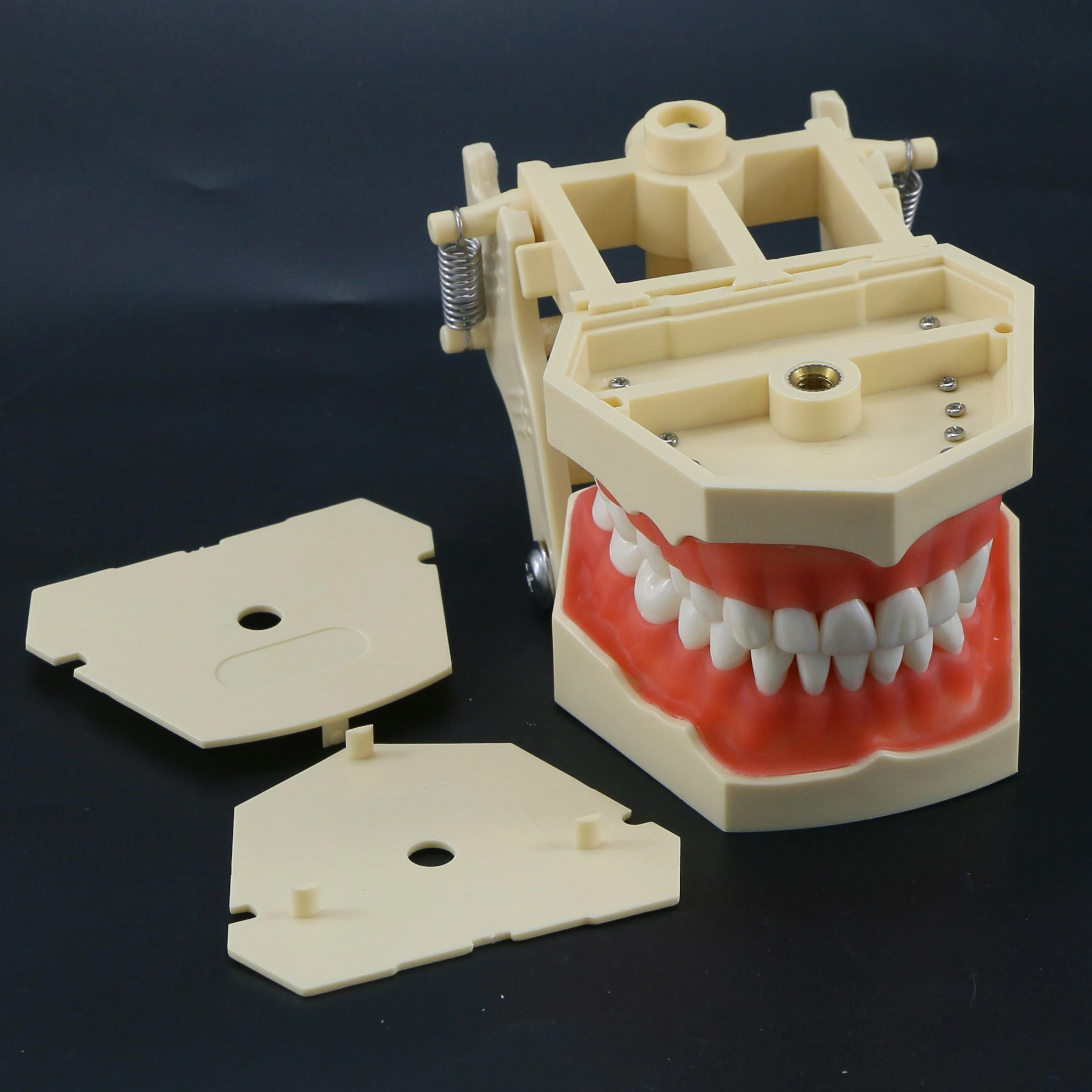 frasaco-ag3-32個取り外し可能な歯付き模型-m8014-m8022-歯科模型-教材-学習-練習-デモンストレーション用