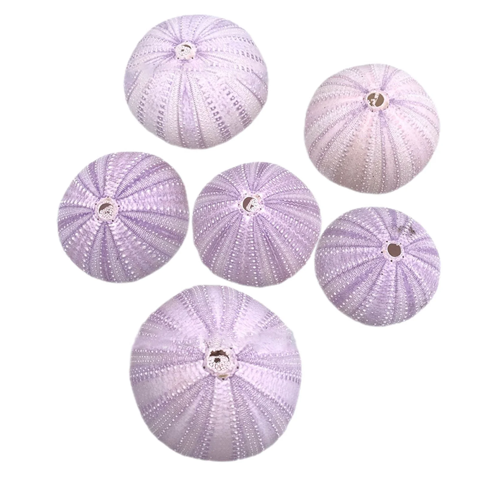 

6pcs Sea Urchin Shell Planter Decorative Fish Tank Hiding Office Desktop Decor Succulent Container Air Plants Pot