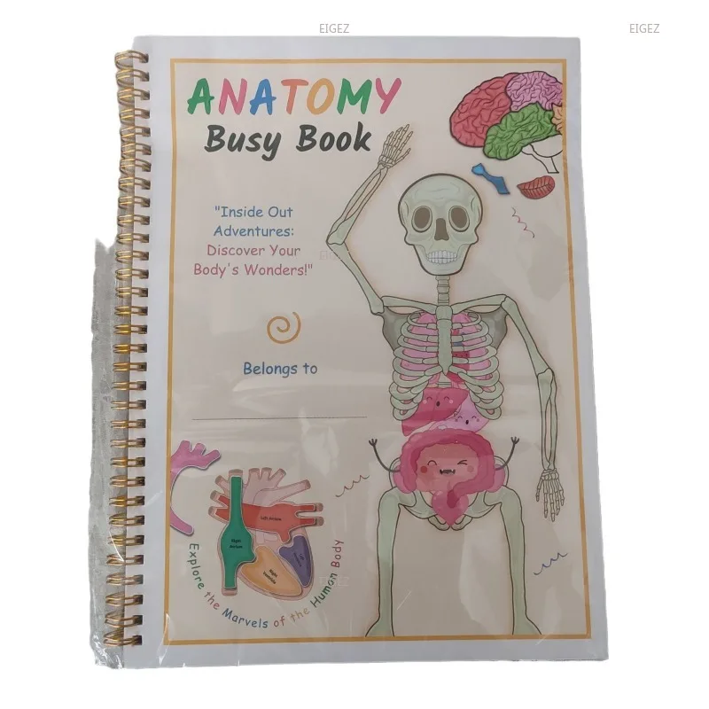 Human Anatomy Busy Book 5