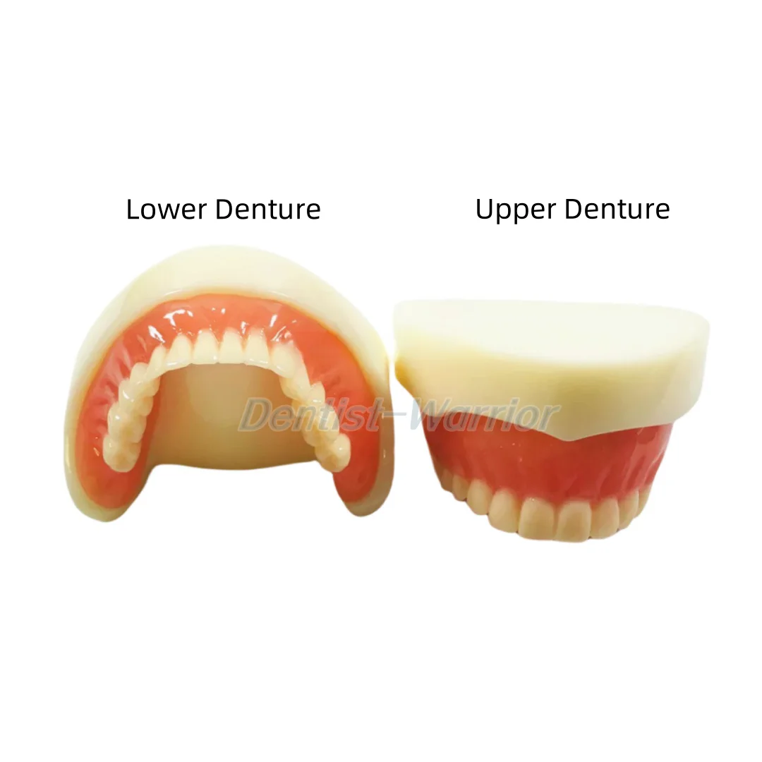 

Dental Full Denture Model Overdenture Magnetic Attachment Mandibular Upper Study