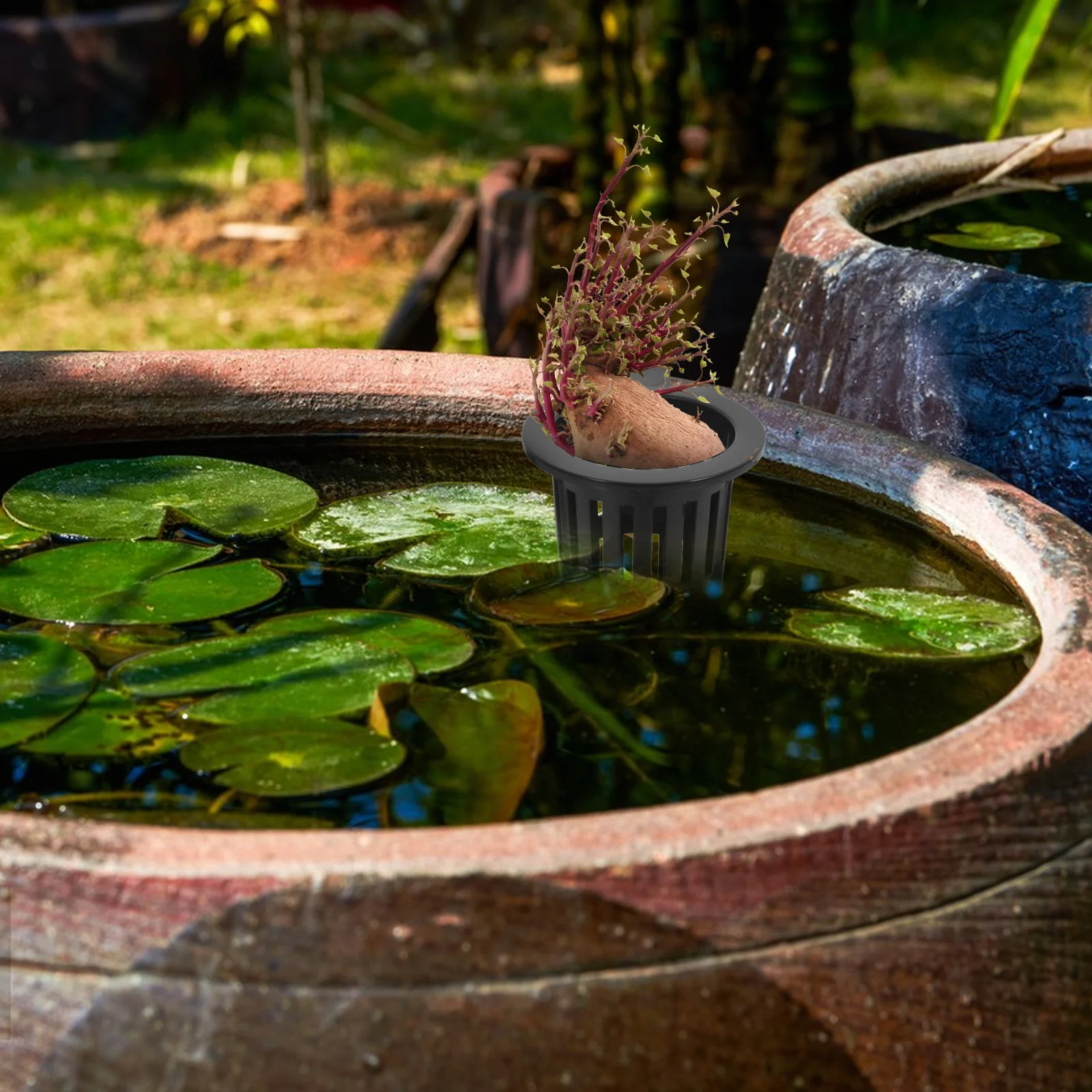 

2Pcs Wall Mount Hydroponic Sweet Potato Basket Small Hanging Basket for Fish Tank Aquatic Plant Holder Indoor Wall Storage