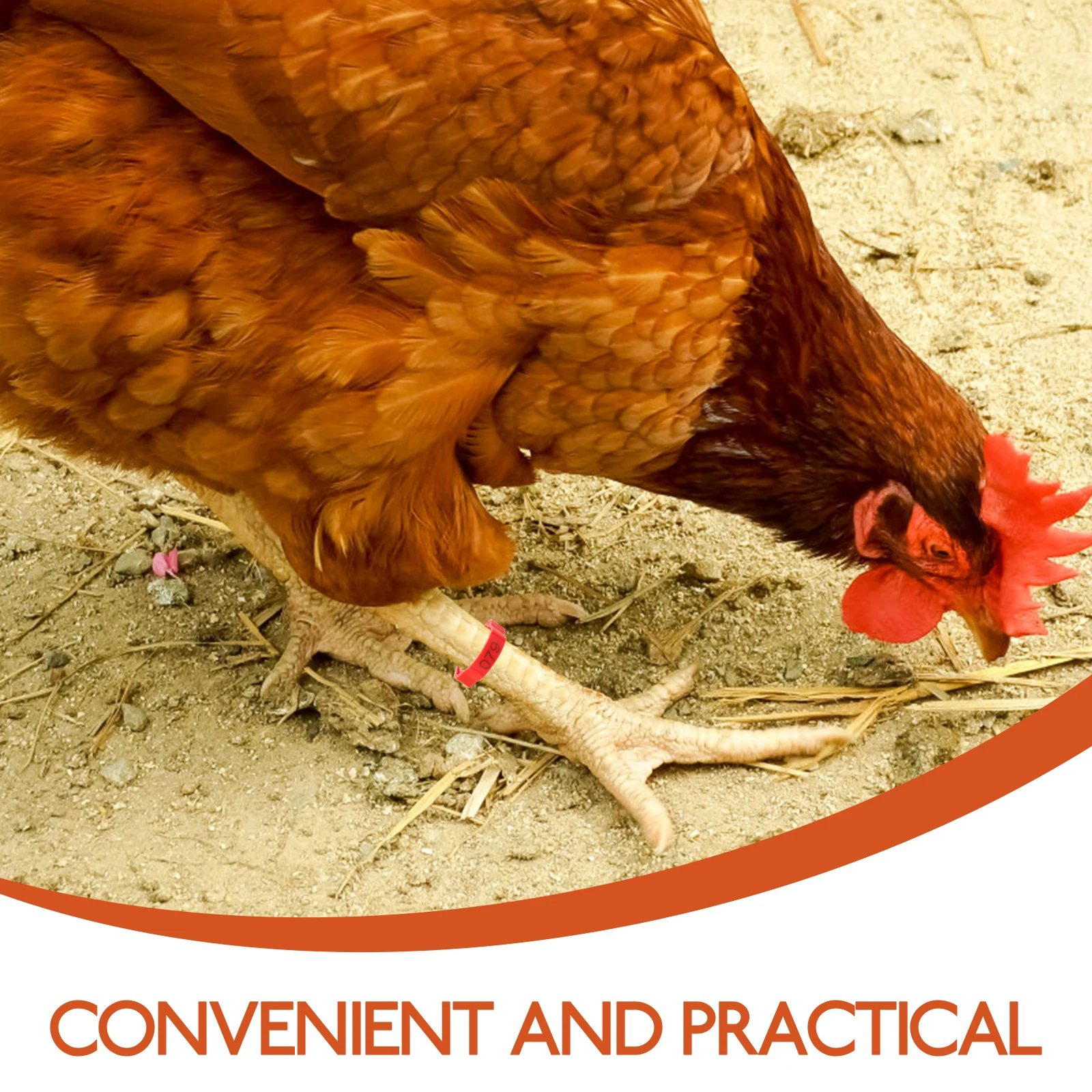 

200Pcs Chicken Leg Bands Poultry Feet Rings Bright Color Durable Plastic Farm Marker Identification 1-100 Chicken Leg Bands