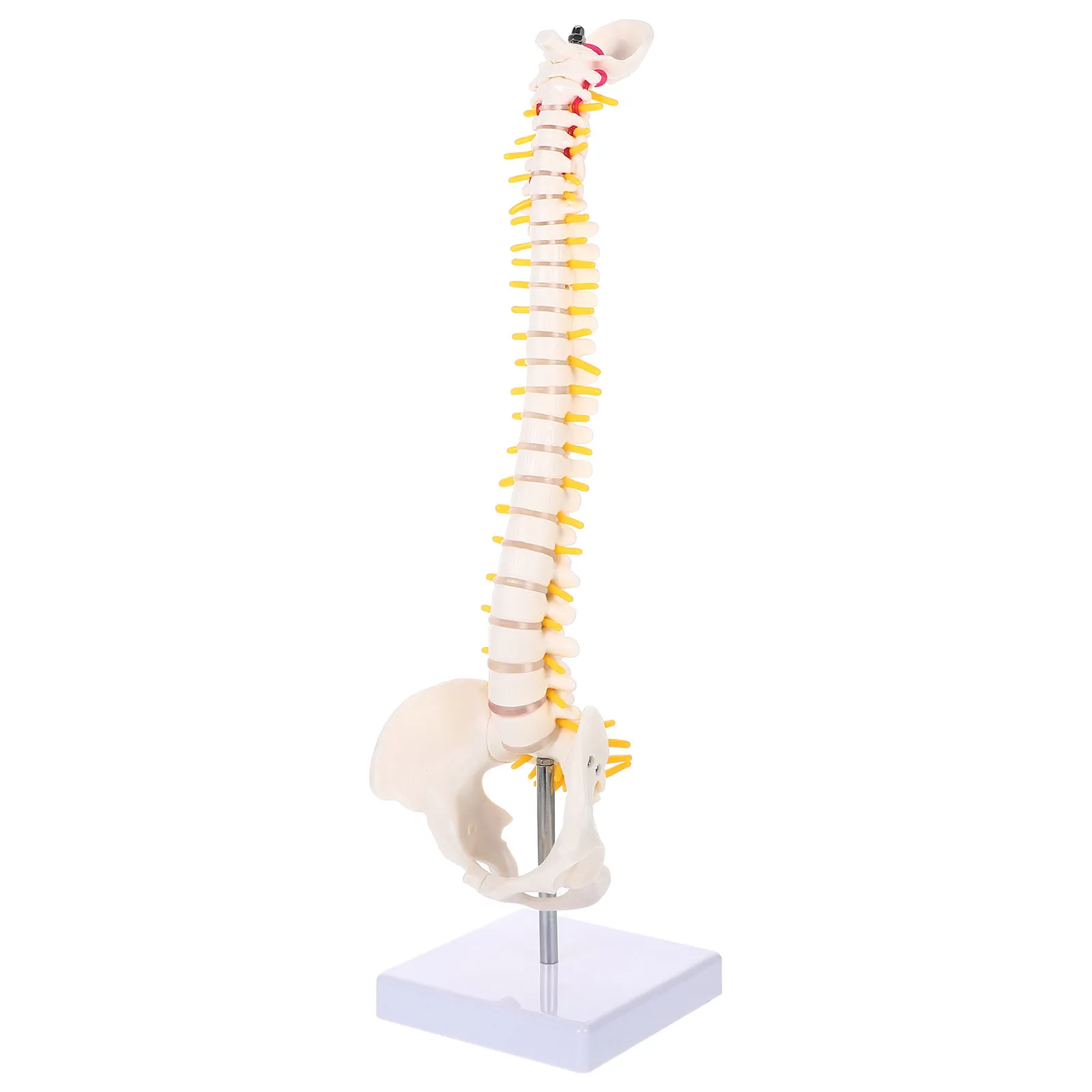 1Pcs Spine Anatomy PVC Human Spine Bone Tailbone Pelvis Display Practice Teaching Anatomy Vertebral Column