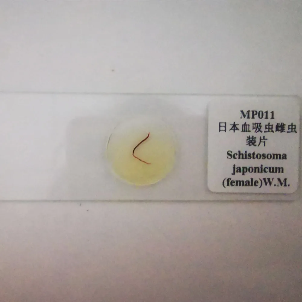 Schistosoma japonicum W.M Eggs,Cercaria,Miracidium,Sexual mosaic,male, female Parasitology Prepared Slides Supplier