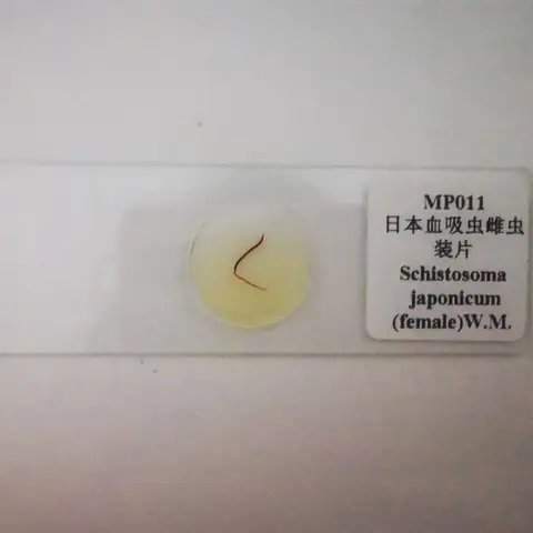 Schistosoma japonicum W.M 계란, 미라시디움, 성적 모자이크, 남성, 여성 기생충학 준비된 슬라이드 공급 업체