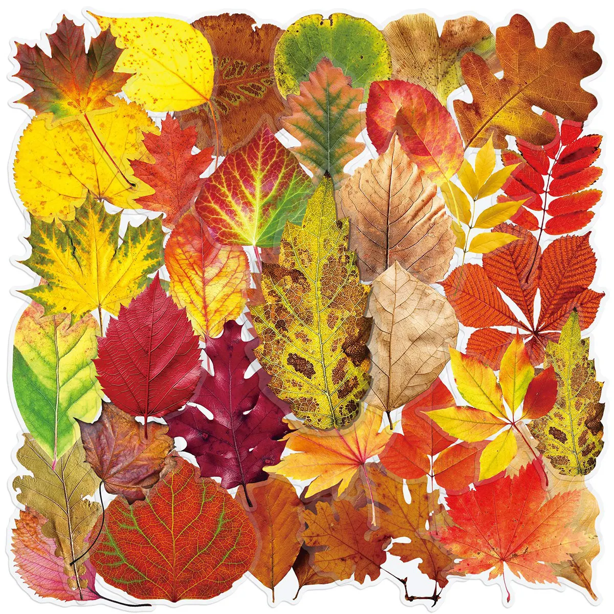 

50 Autumn Leaf Stickers with Realistic Maple and Oak Leaf Elements for DIY Journal Decoration Materials