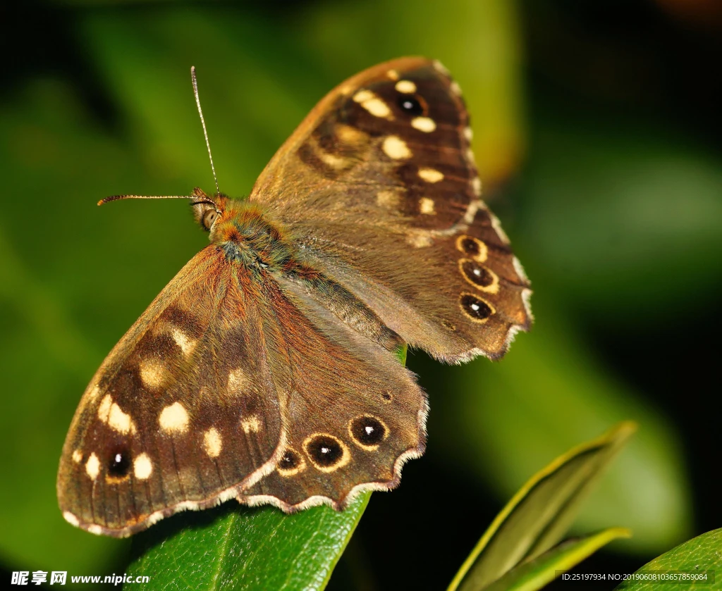 

Цифровой сервопривод 12 кг с металлическим редуктором, низкопрофильный, для радиоуправляемых моделей 1/10 (On-Road, Touring, Drift): 3RACING, Sakura, D5, MR, HPI, Tamiya, Kyosho