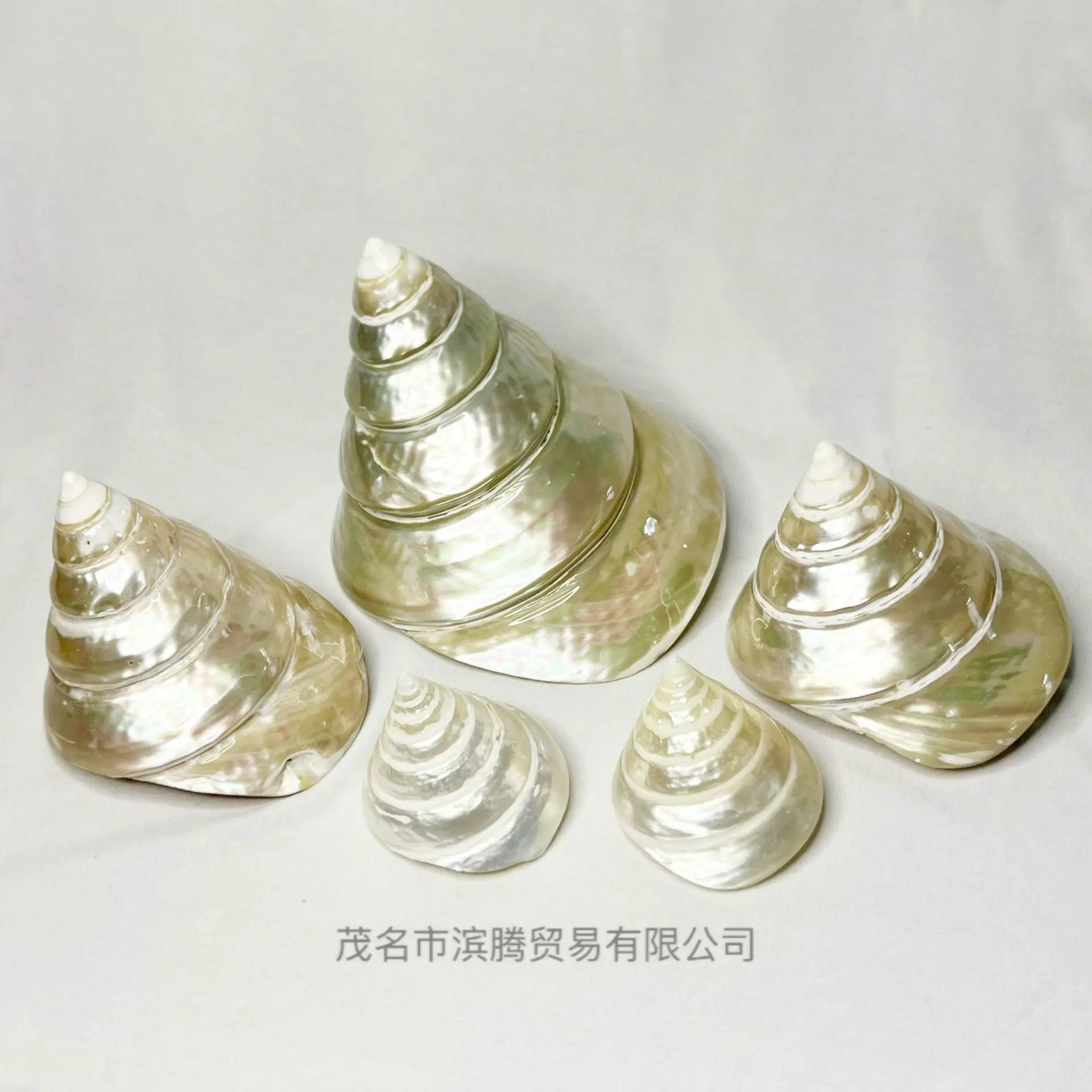 Natural Terebra Shell - Glowing Turret Snail, Pearl Tower Conch, Aquarium Decor, Furniture Ornament, Marine Themed Jewelry, Ocea