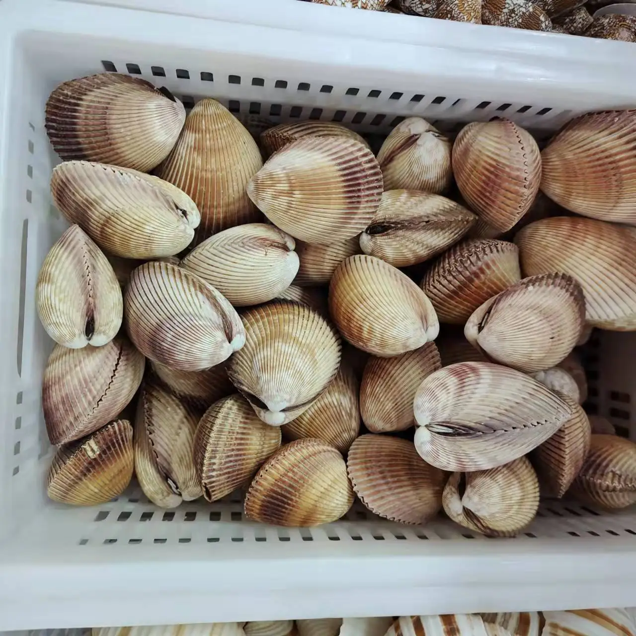 Natural Pinctada spp. (Pearl Oyster Shells), Venerupis spp. (Clam Shells), & Pecten spp. (Scallop Shells) Artisan Handicrafts