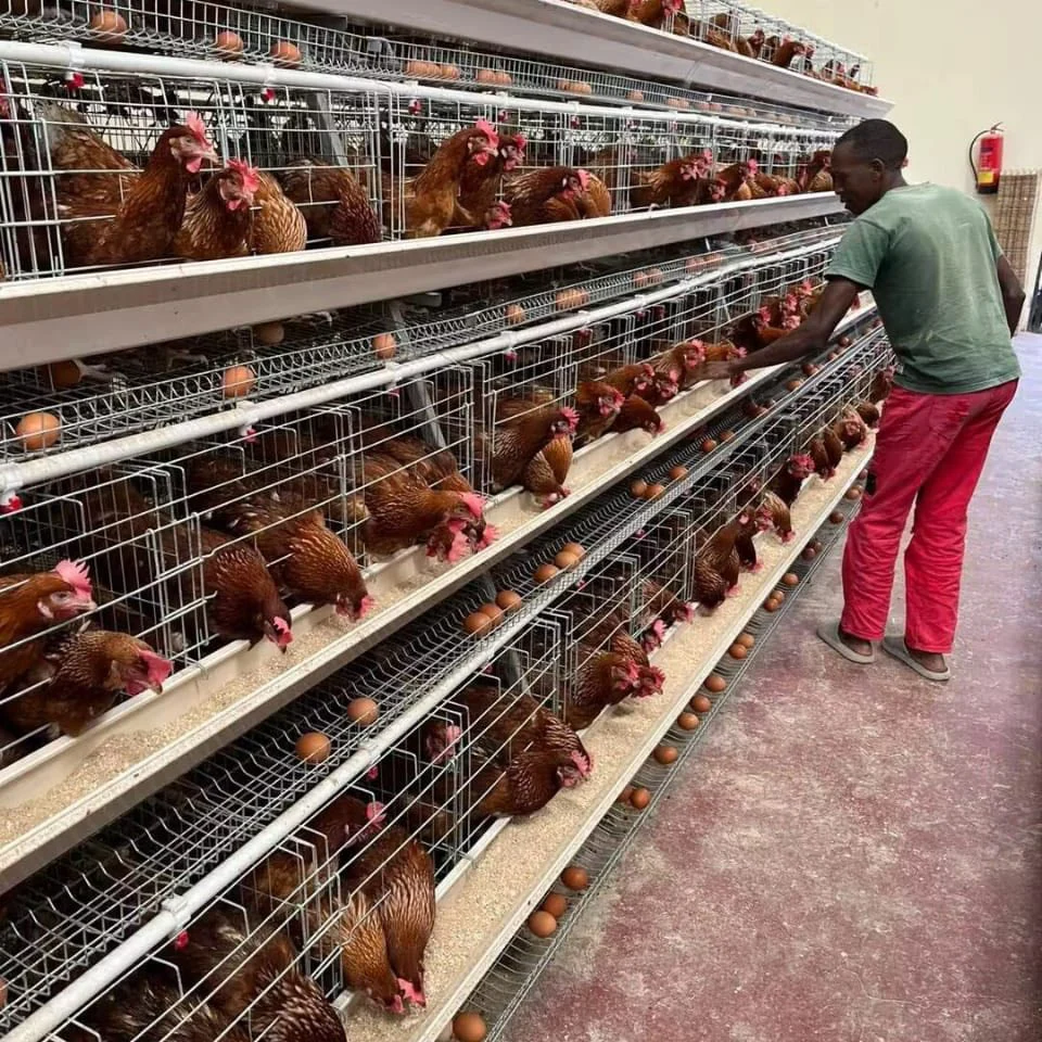 A Type 3/4 Tiers Battery Layer Chicken Cages Automatic Egg Poultry Farming Equipment System for Africa