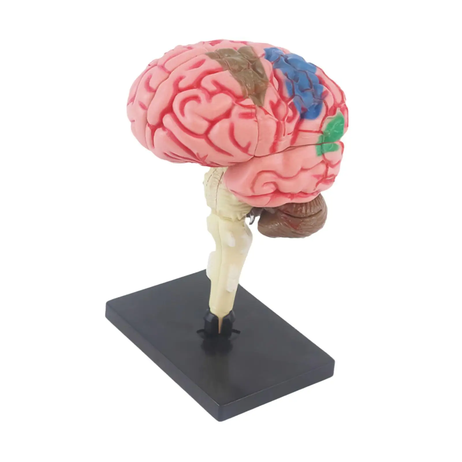 Brain Model Anatomical Model Toy Identify Brain Functions 4D Disassembled for Teaching Neuroscience Teaching Study