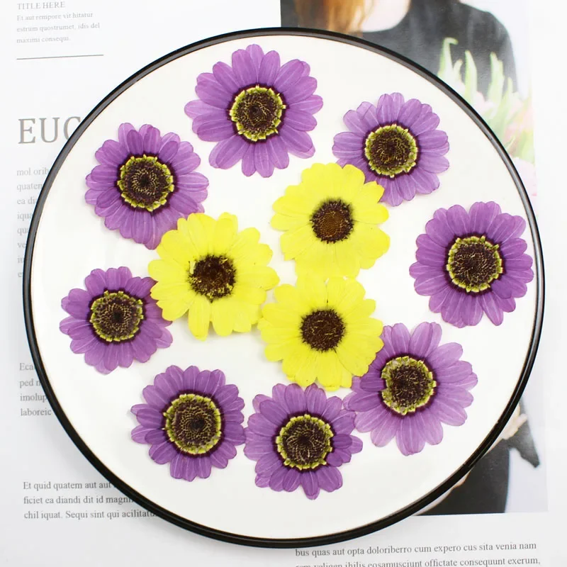 40pcs Pressed Dried 3-5cm Yellow/Purple Grandaisy Flower Plants Herbarium Jewelry iPhone Phone Case Frame Making Accessories view 2