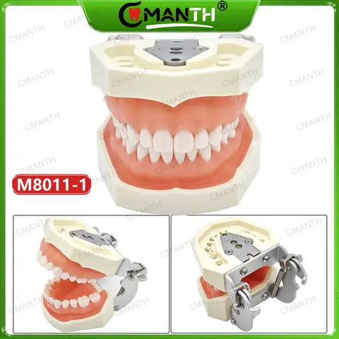 치과 교육용 치아 모형 Kilgore Nissin 500 스타일 치과 모형 28개 탈착식 치아 M8011-1