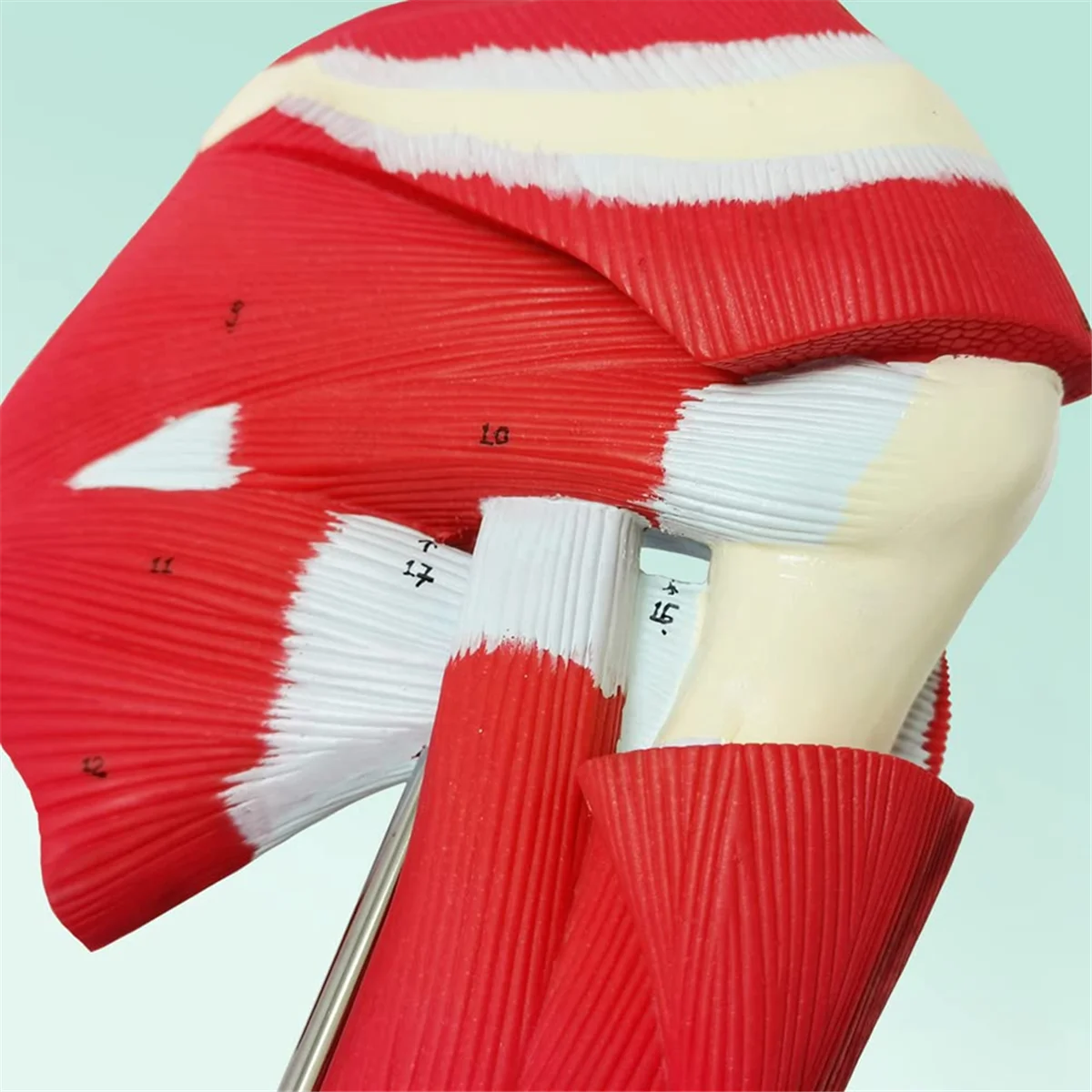 

Muscled Shoulder Joint Model - Shows Complete Shoulder Muscu Hot sale tools is Muscles