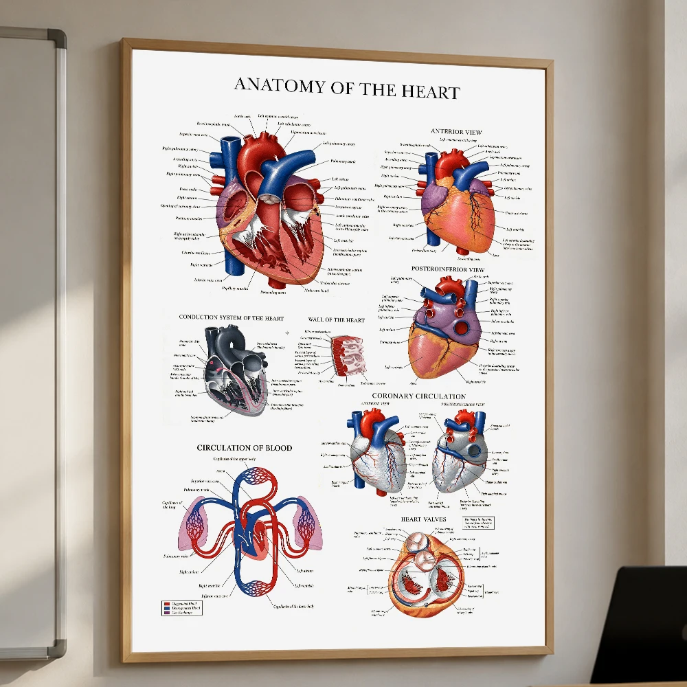 Human Heart Anatomy Poster Cardiovascular System Medical Wall Art Canvas Painting Heart Chart Educational Print For Doctor Gift