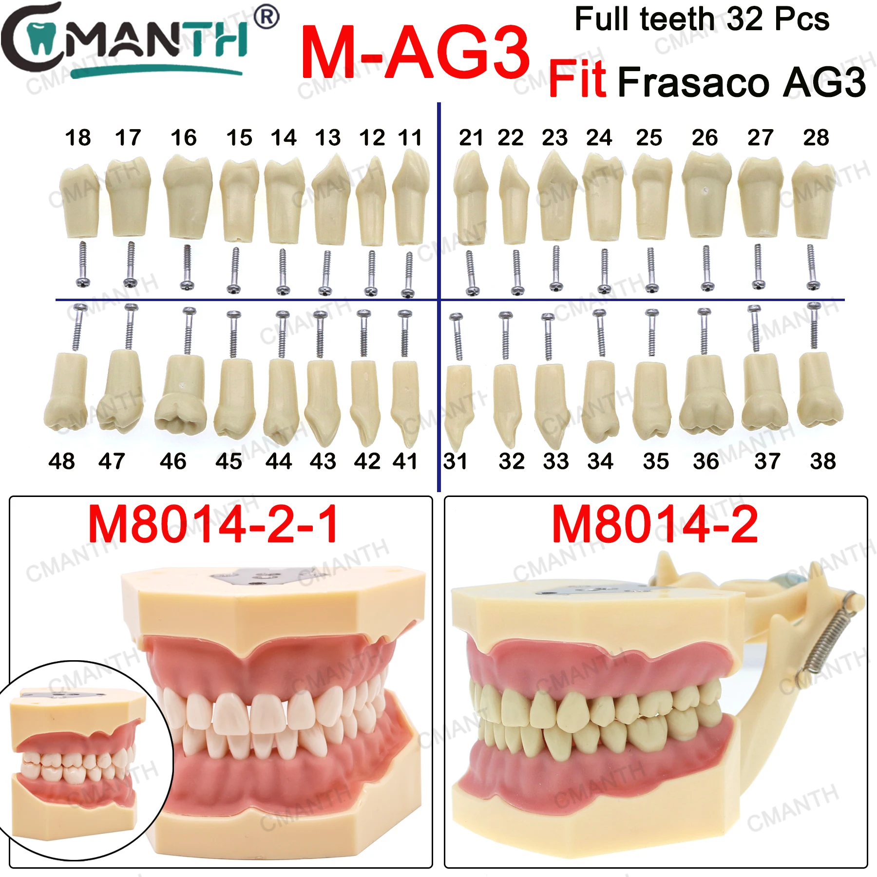 Frasaco AG3 Typodont Dental Teeth Model Full Teeth 32Pcs 10Pcs Screw-in Practice Filling Gingivae Teeth Teach Training