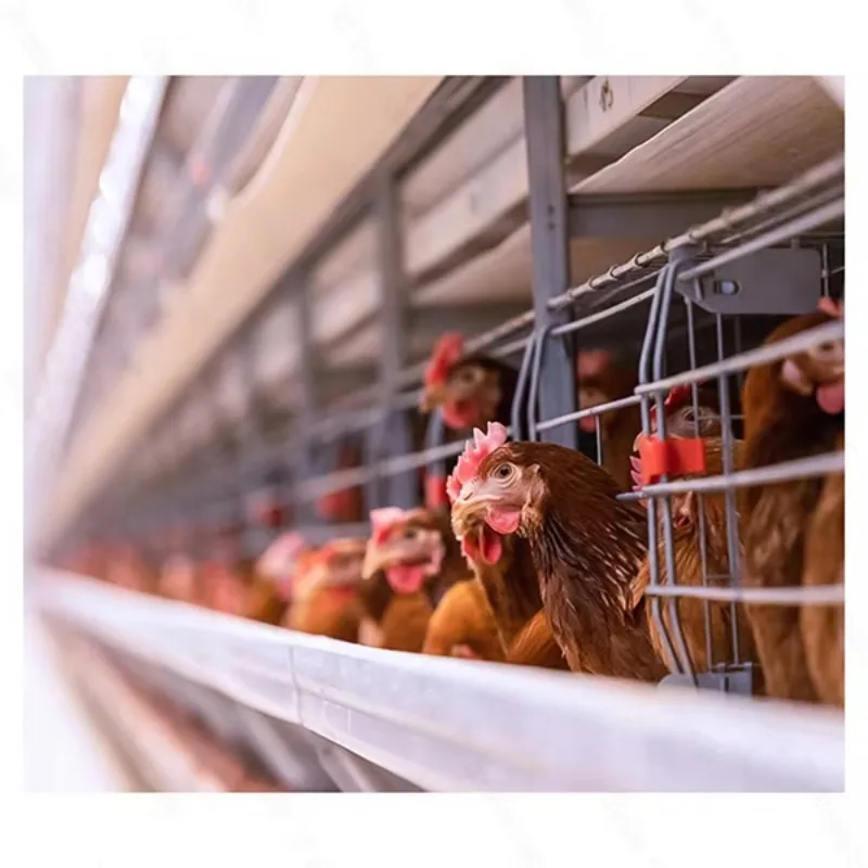 New Superior Quality High Zinc Non-destructive 275 Plates H-Type Chicken Battery Layer Cage Poultry Farm High Lower Egg Broken