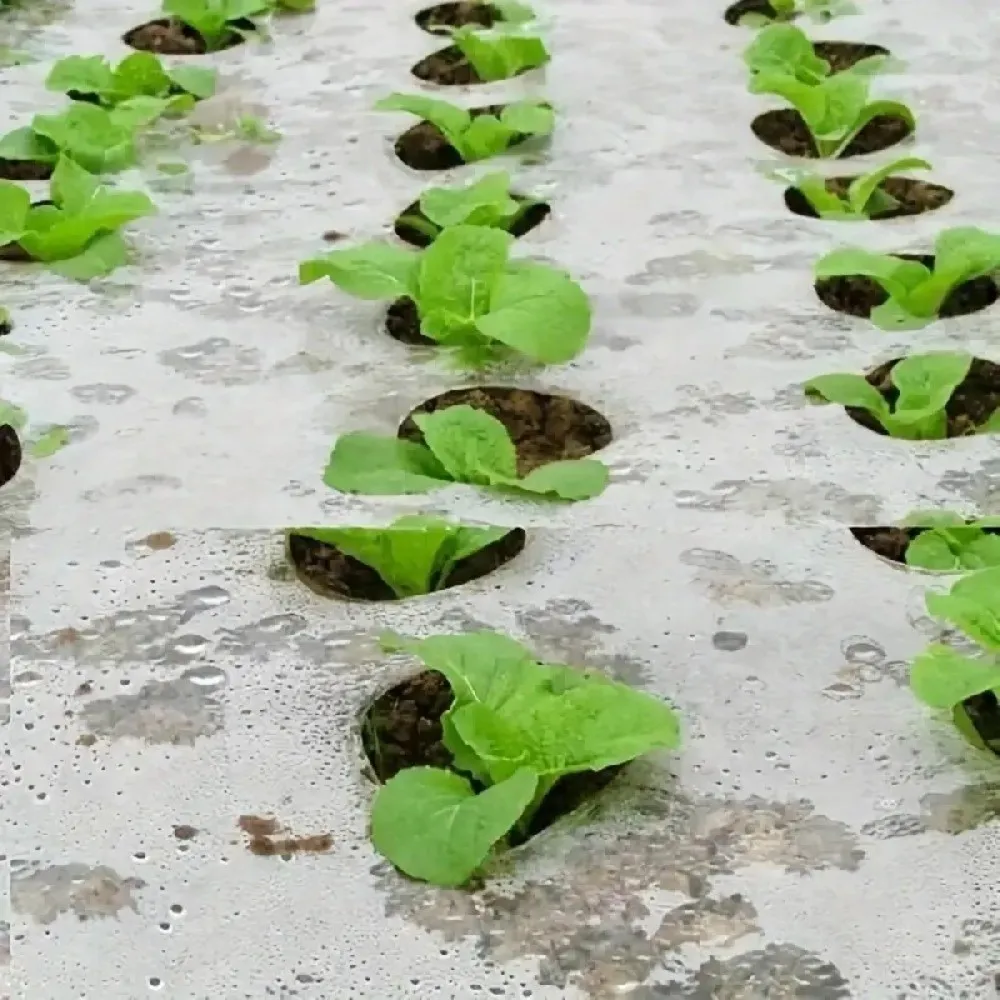 Pre-Punched Holes Perforated Plastic Mulch Film High Moisture Retention Soil Moisture Retention Black Weed Barrier