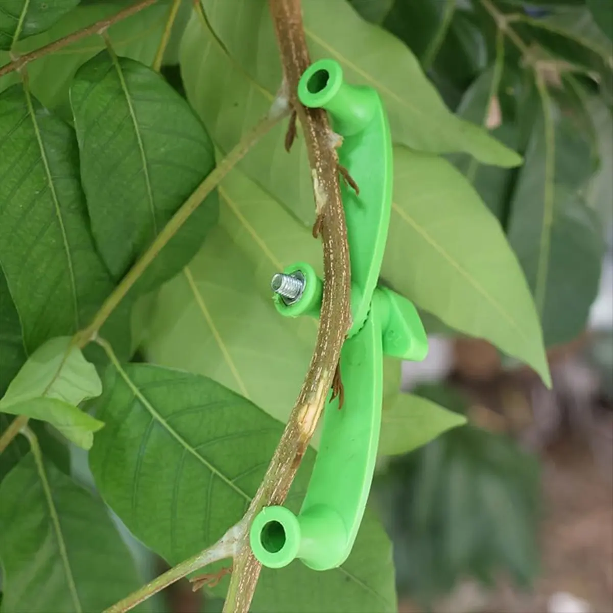 Spalmatori per arti, 25 pezzi Spalmatore per rami di alberi da frutto Nuovo estrattore per spalmare rami per modellare, Strumento per piegare rami di piante