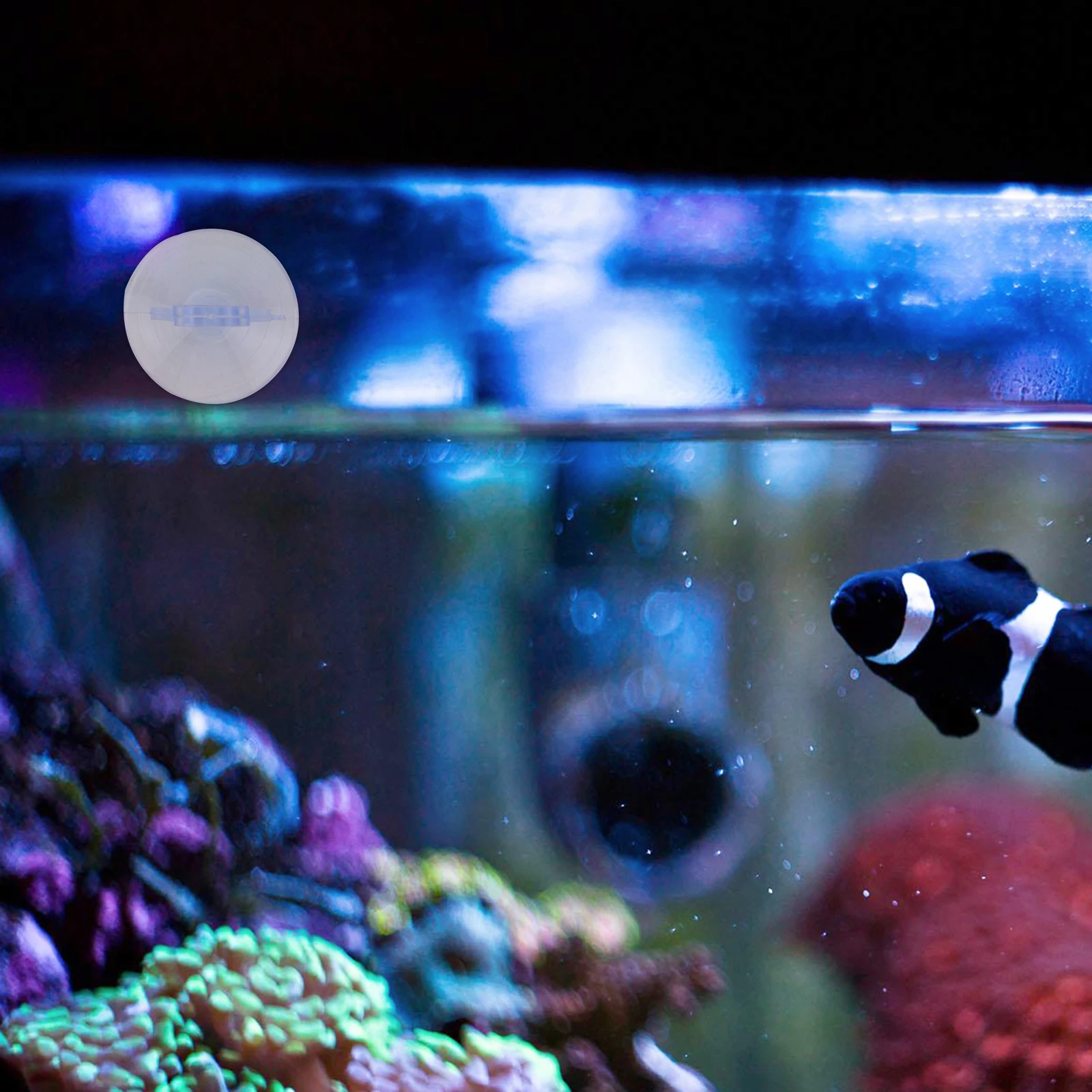 

12pcs 45Mm Pvc Pull Ring Sucker Fish Tank Fixed Glass Suction Cup Vacuum Aquarium Reptiles Box Transparent Multi-Purpose Stable