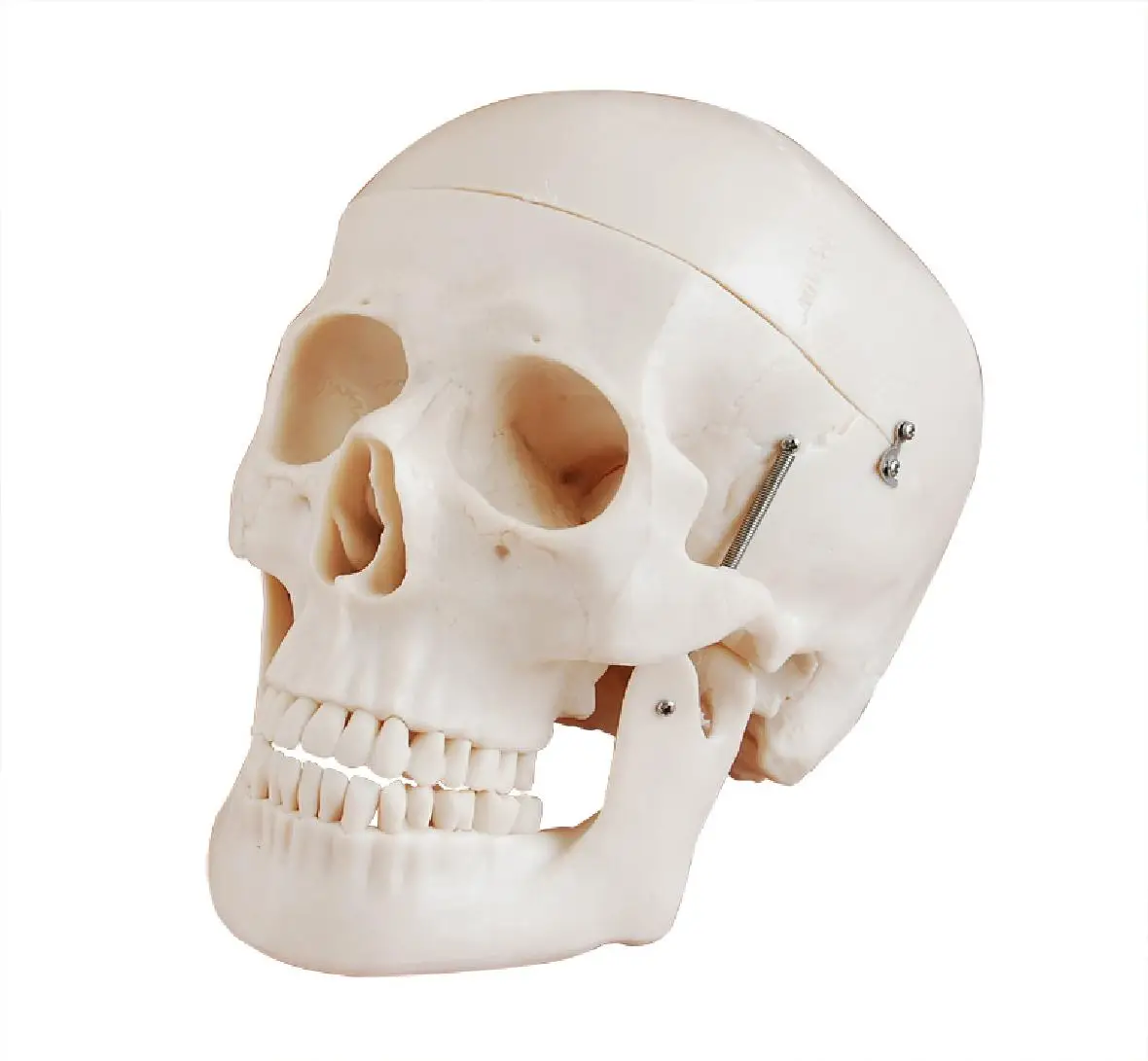 

Life-size Adult Skull Model with 8 Parts Brain