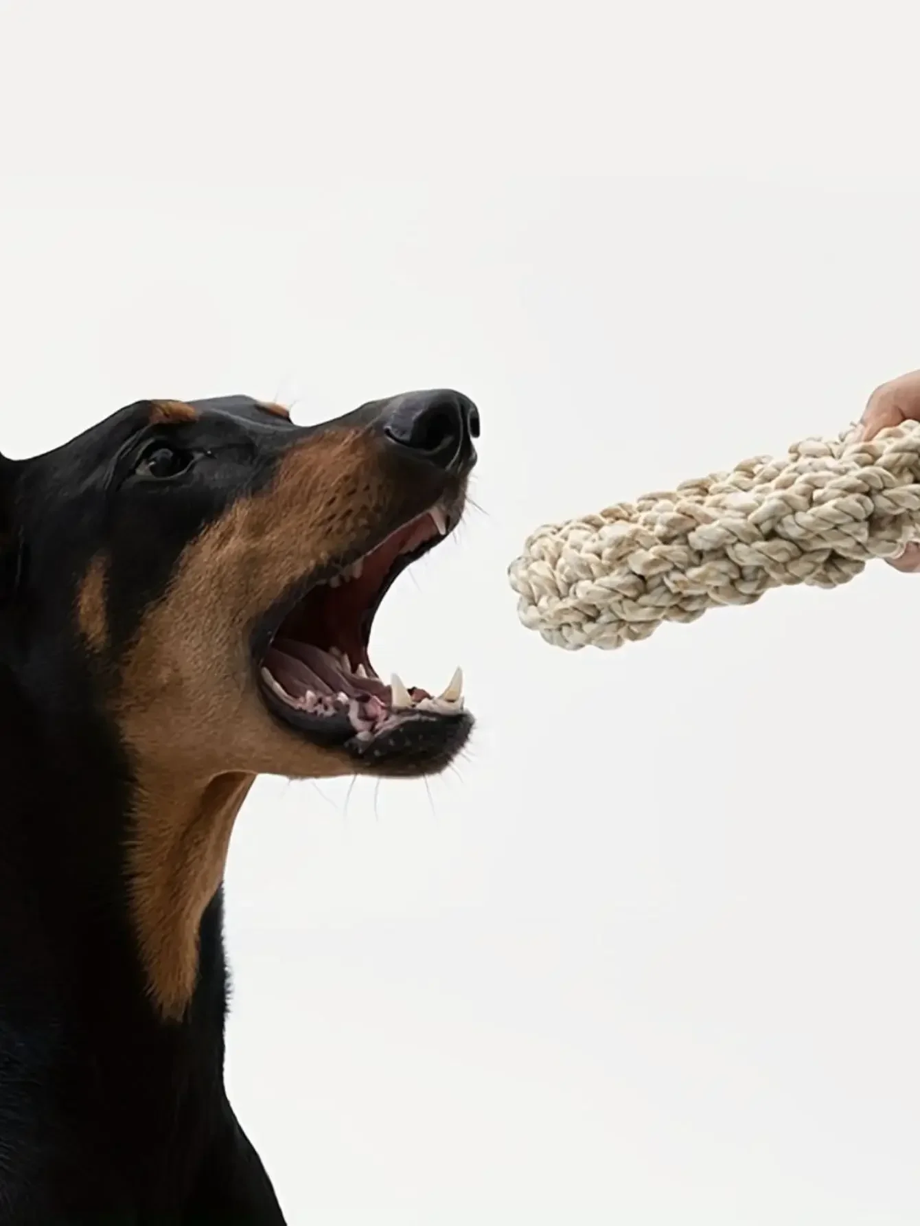 Pet Dog Rope Toy durevole masticare giocattoli per animali domestici resistenti al morso per cani di taglia media Golden Retriever Pitbull Labrador