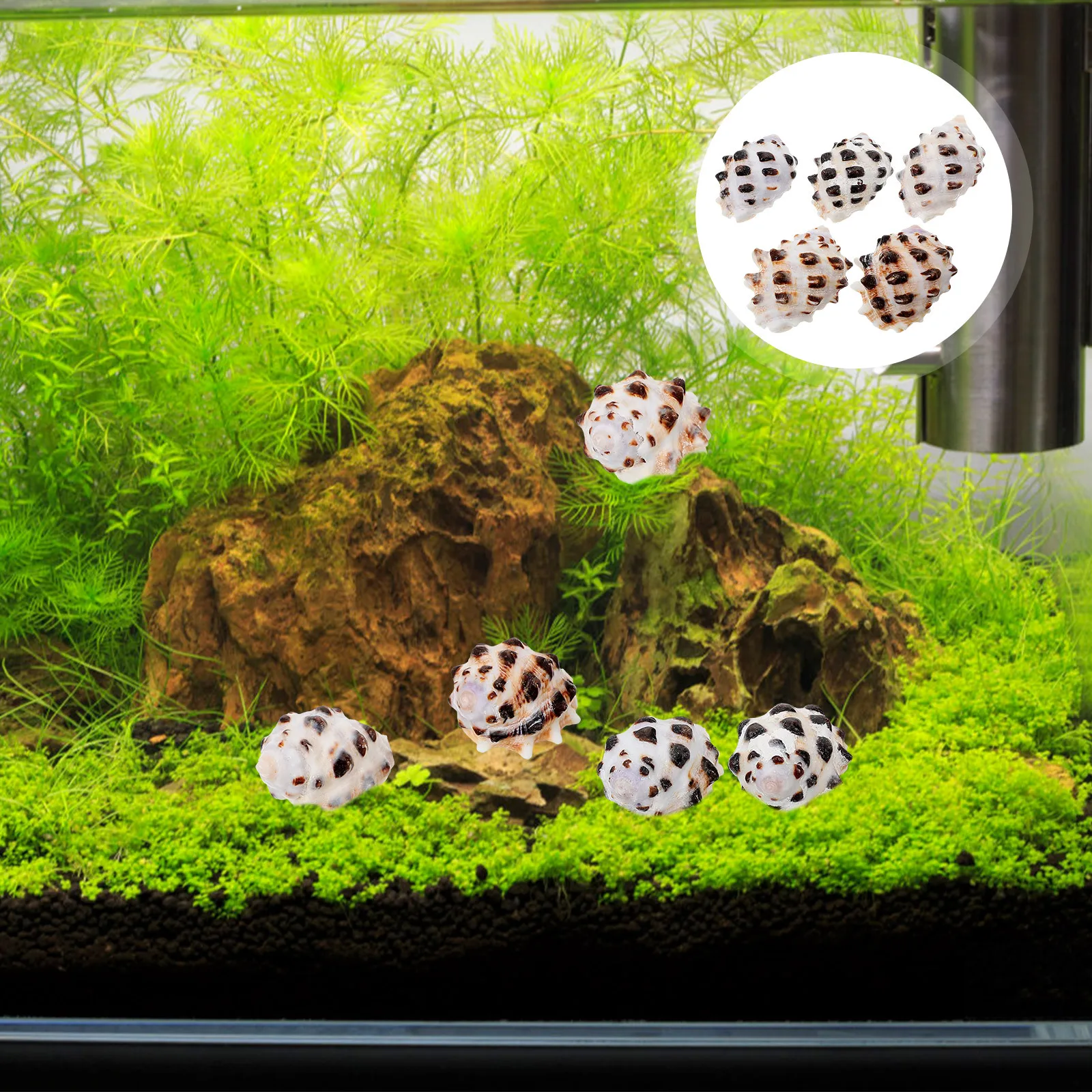 

5pcs Shell Decor Natural Sea Shells Aquarium Fish Tank Landscaping Conch Adorn For Fish Tank Diy Home Vase Decorative Ornament