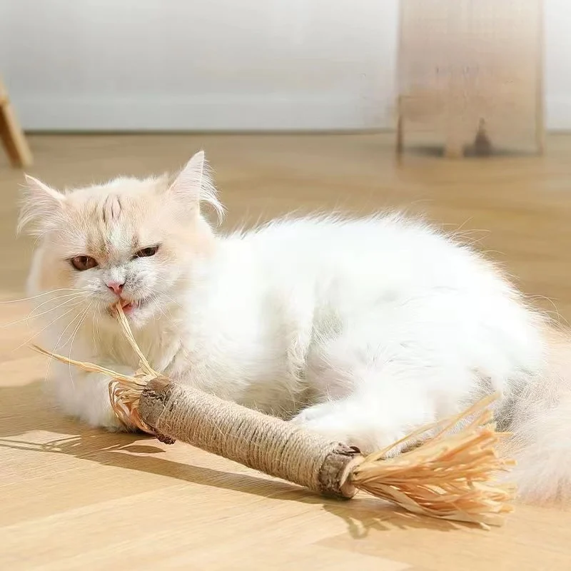 Jouet à mâcher en herbe de cataire pour chat, anciers de collations naturelles pour animaux de compagnie, dissolvant de dents, poils pour favoriser