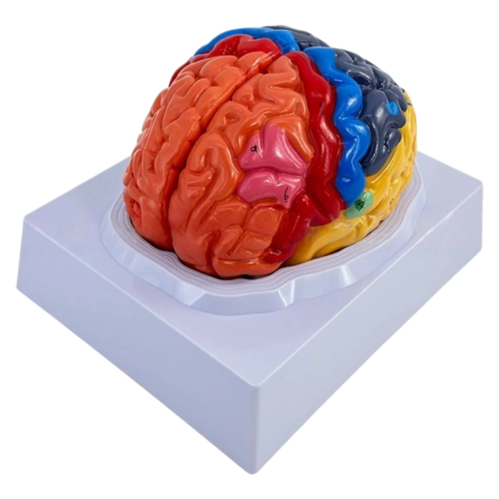 Medical Teaching Life Size Human Brain Anatomical Model Colored Functional Structure Brain Model