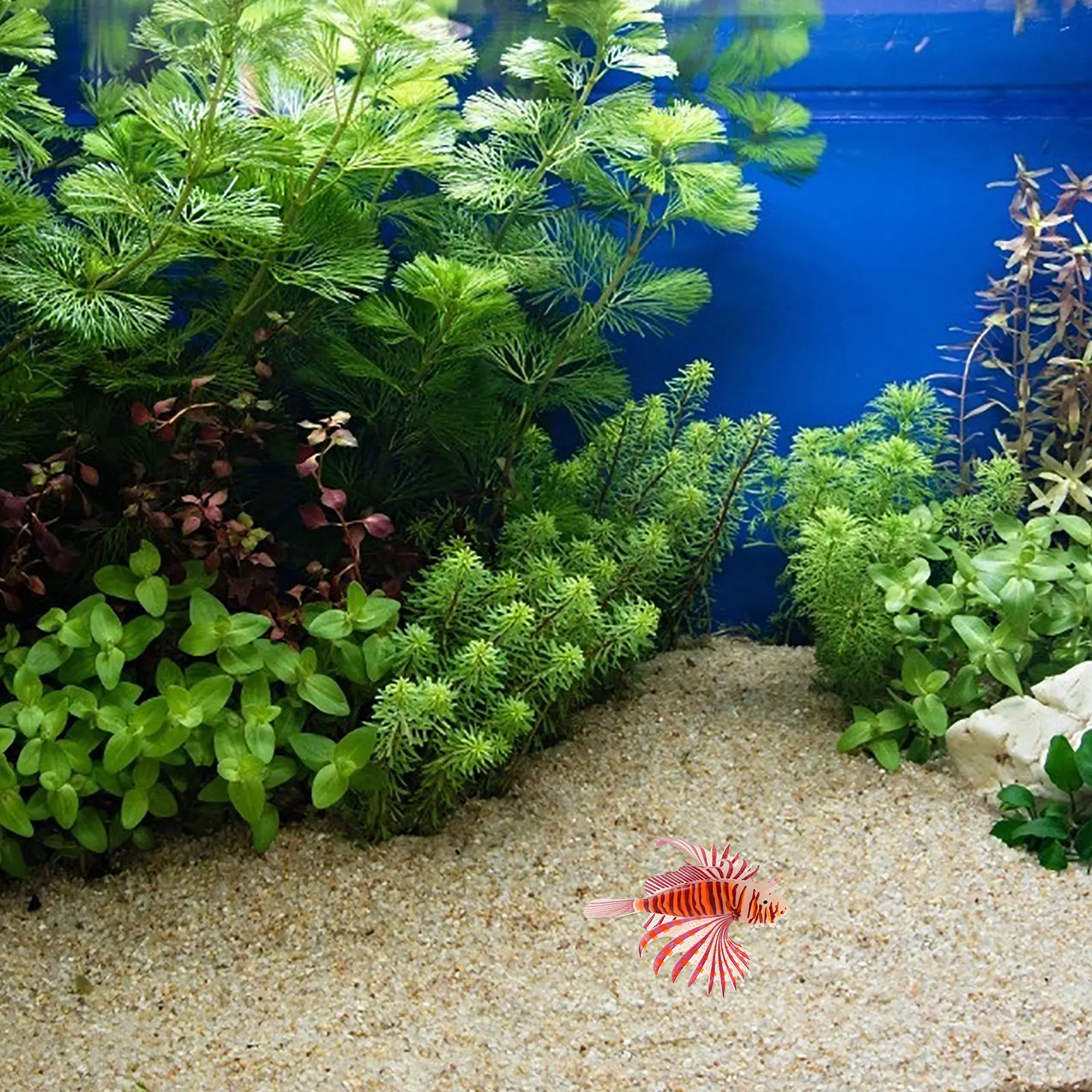 

Luminous Silicone Fish Decoration Durable Premium Material Natural Design Beautiful Aquarium L scaping Realistic Fish Tank Decor