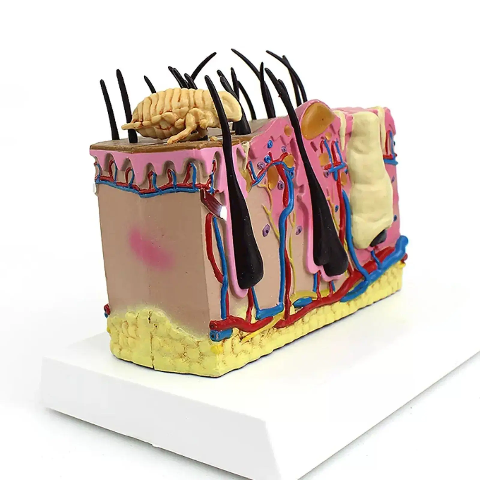 Modelos de enseñanza médica de modelo canino de sección transversal de piel de perro de PVC