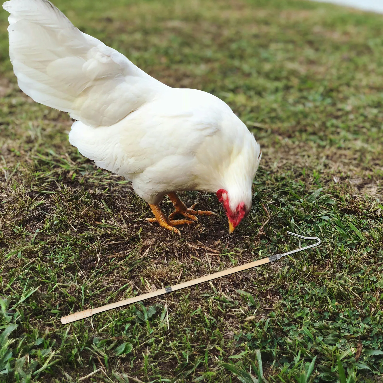 Chicken Catcher Hook Heavy Duty Pole for Poultry Farms Chicken Catching Tool Duck Leg Hook Grabber Duck Hooks Rooster Pole